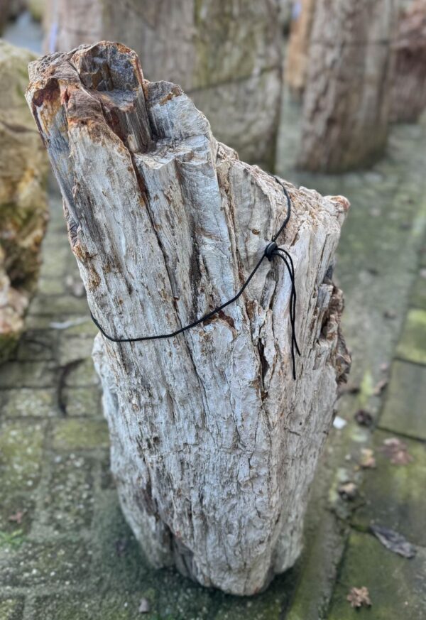 Grafsteen versteend hout 58181