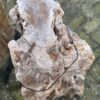 Grafsteen versteend hout 58182