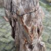 Grafsteen versteend hout 58182