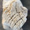 Grafsteen versteend hout 58183