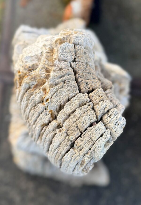 Grafsteen versteend hout 58183