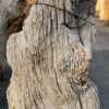Grafsteen versteend hout 58183