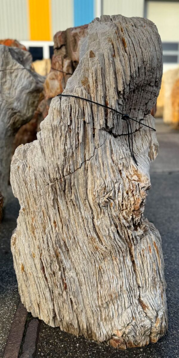 Grafsteen versteend hout 58183