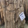 Grafsteen versteend hout 58184