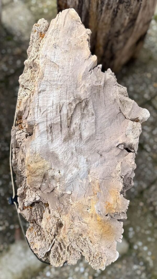 Grafsteen versteend hout 58184