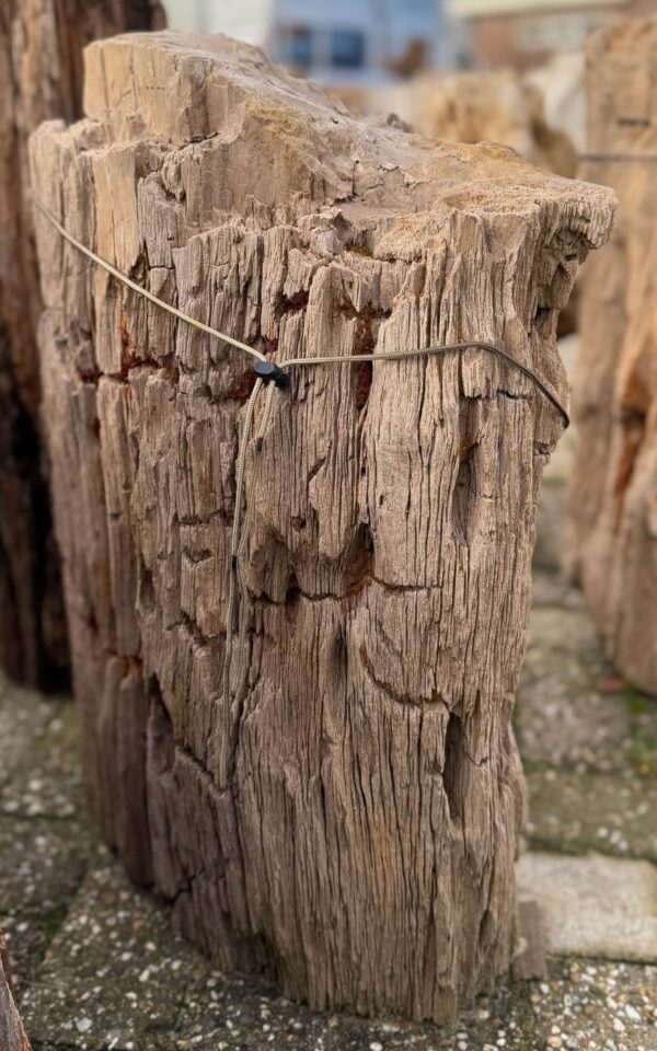Grafsteen versteend hout 58184
