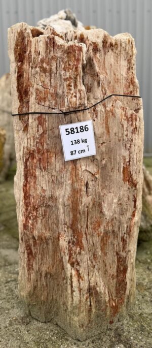 Grafsteen versteend hout 58186