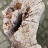 Grafsteen versteend hout 58186