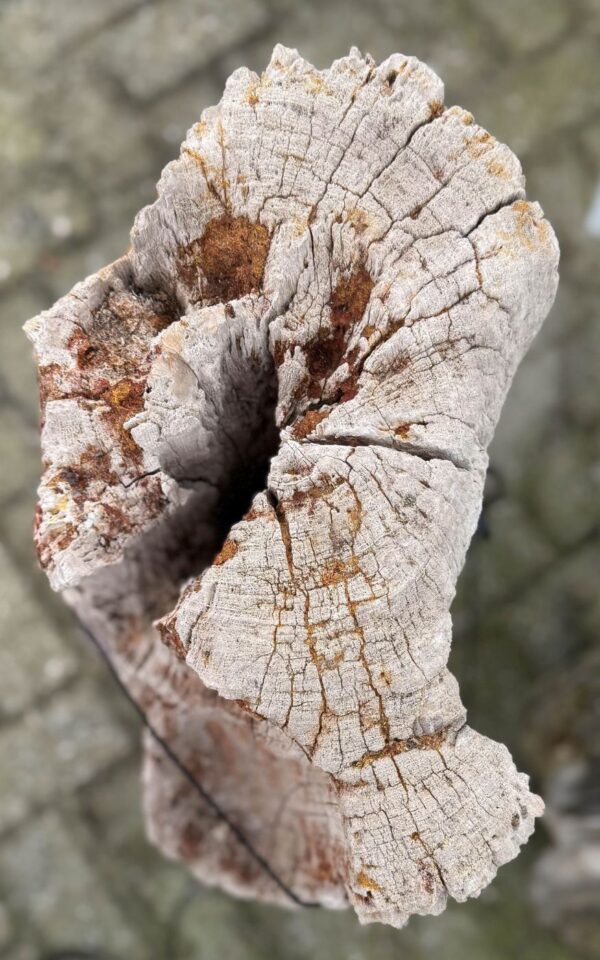 Grafsteen versteend hout 58186