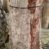 Grafsteen versteend hout 58186