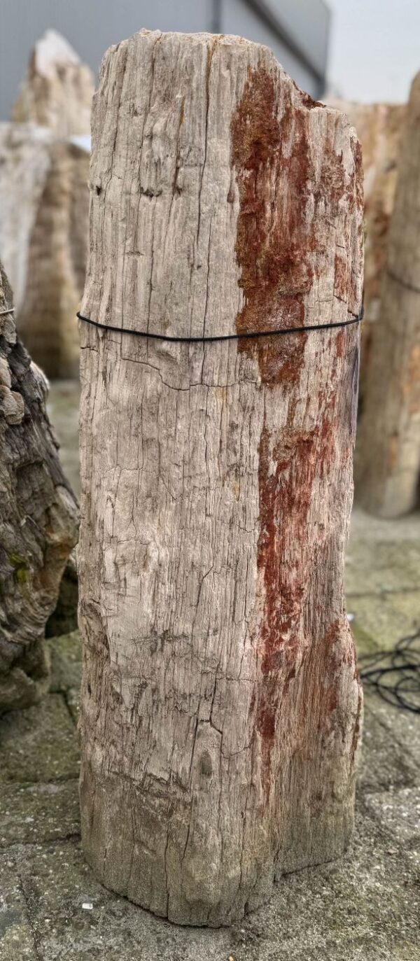 Grafsteen versteend hout 58186