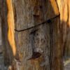 Grafsteen versteend hout 58187