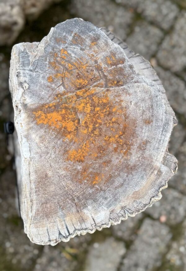 Grafsteen versteend hout 58188