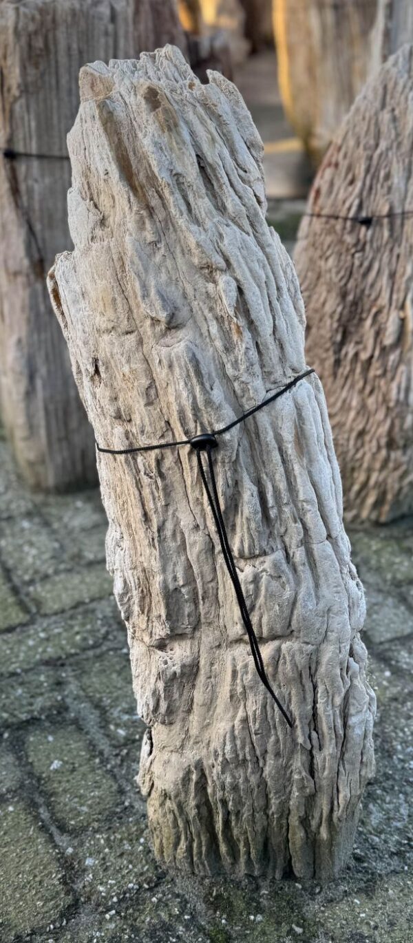Grafsteen versteend hout 58190