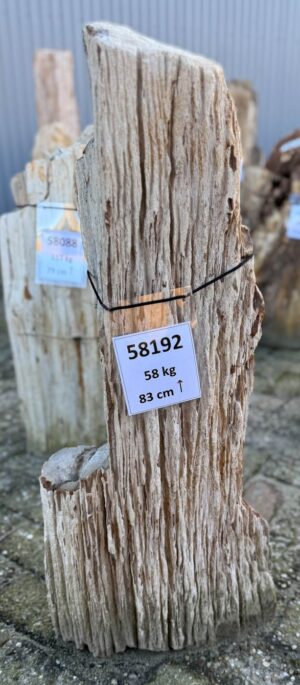 Grafsteen versteend hout 58192