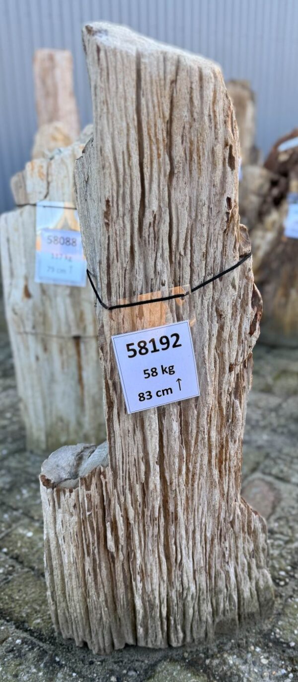 Grafsteen versteend hout 58192