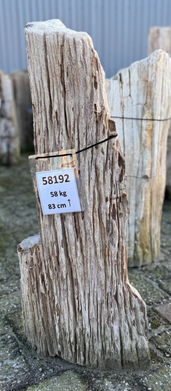 Grafsteen versteend hout 58192