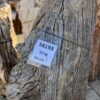 Grafsteen versteend hout 58193
