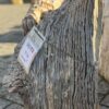 Grafsteen versteend hout 58193