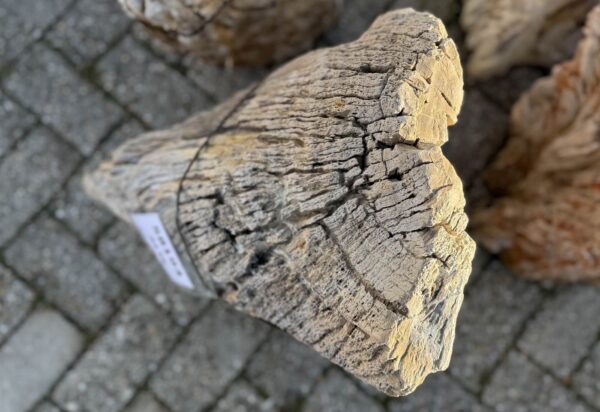 Grafsteen versteend hout 58193