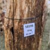 Grafsteen versteend hout 58195