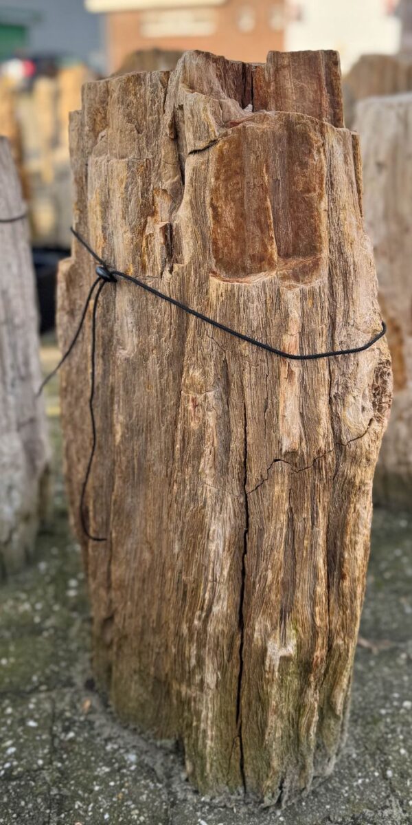 Grafsteen versteend hout 58195