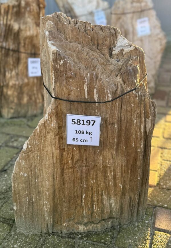 Grafsteen versteend hout 58197