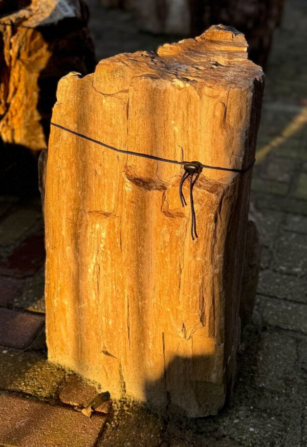 Grafsteen versteend hout 58197