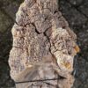 Grafsteen versteend hout 58198