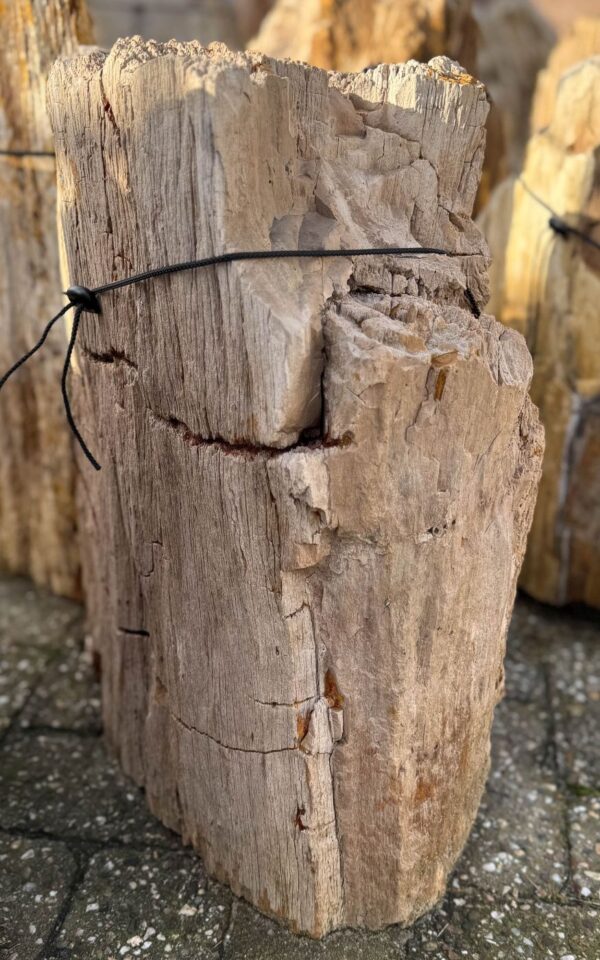 Grafsteen versteend hout 58198