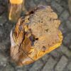 Grafsteen versteend hout 58201