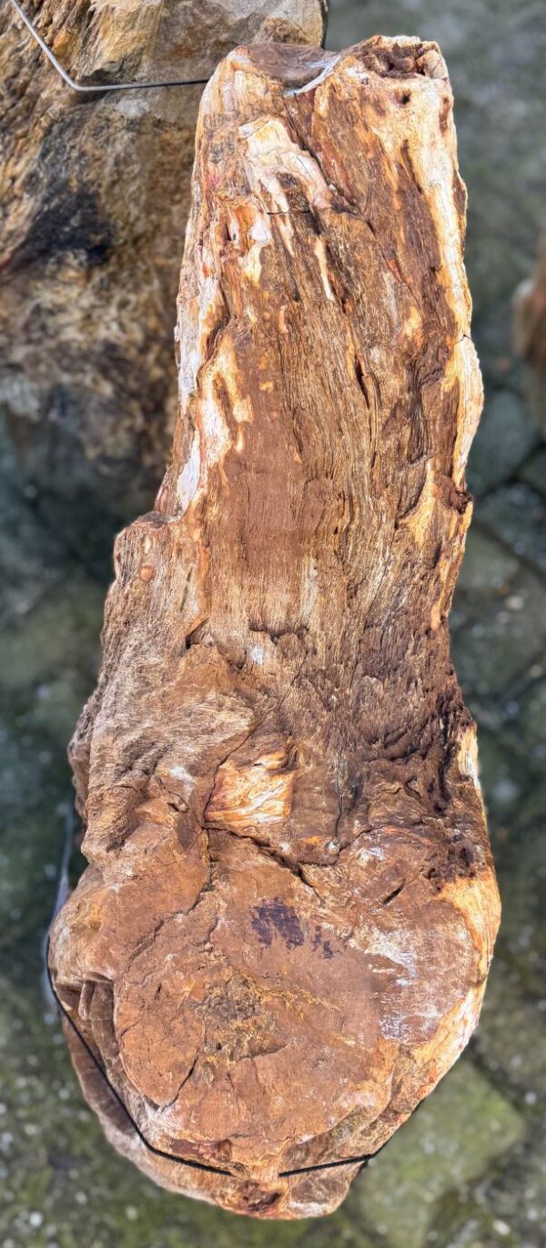 Grafsteen versteend hout 58202