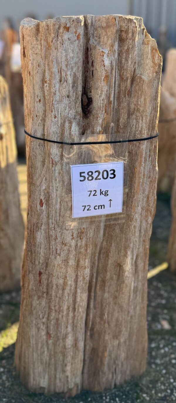 Grafsteen versteend hout 58203