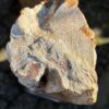 Grafsteen versteend hout 58203