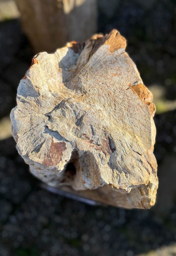 Grafsteen versteend hout 58203
