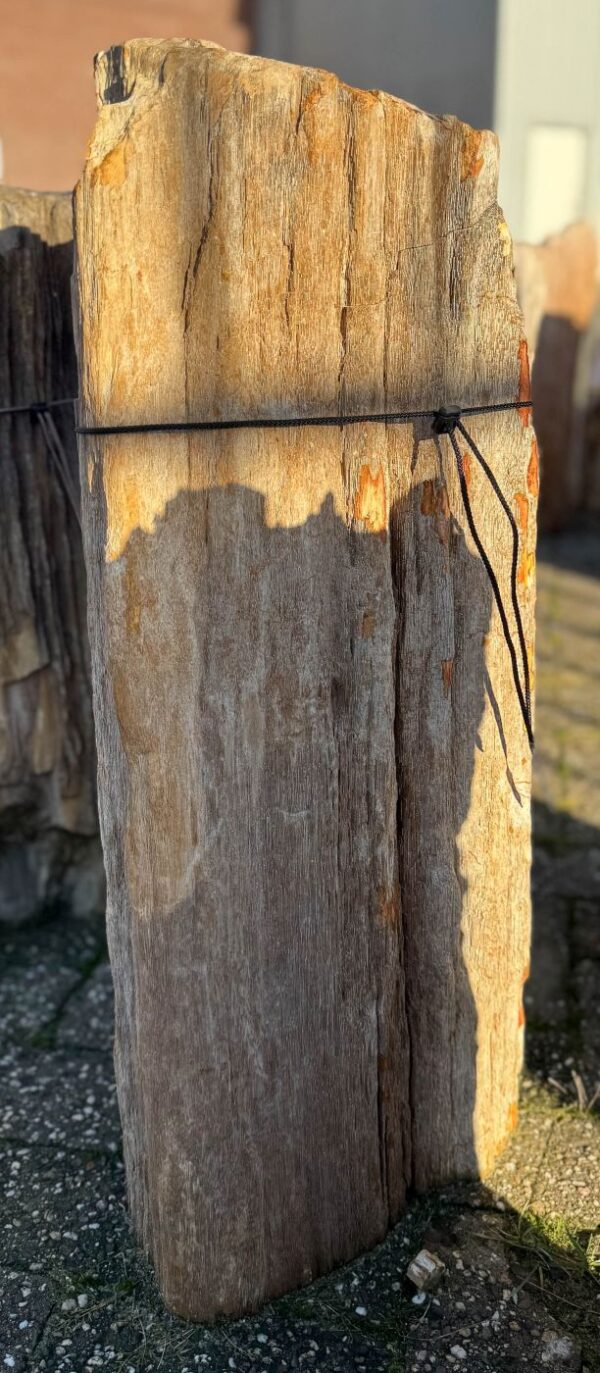 Grafsteen versteend hout 58203