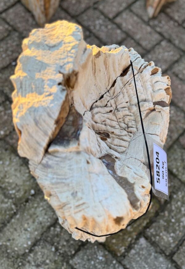 Grafsteen versteend hout 58204