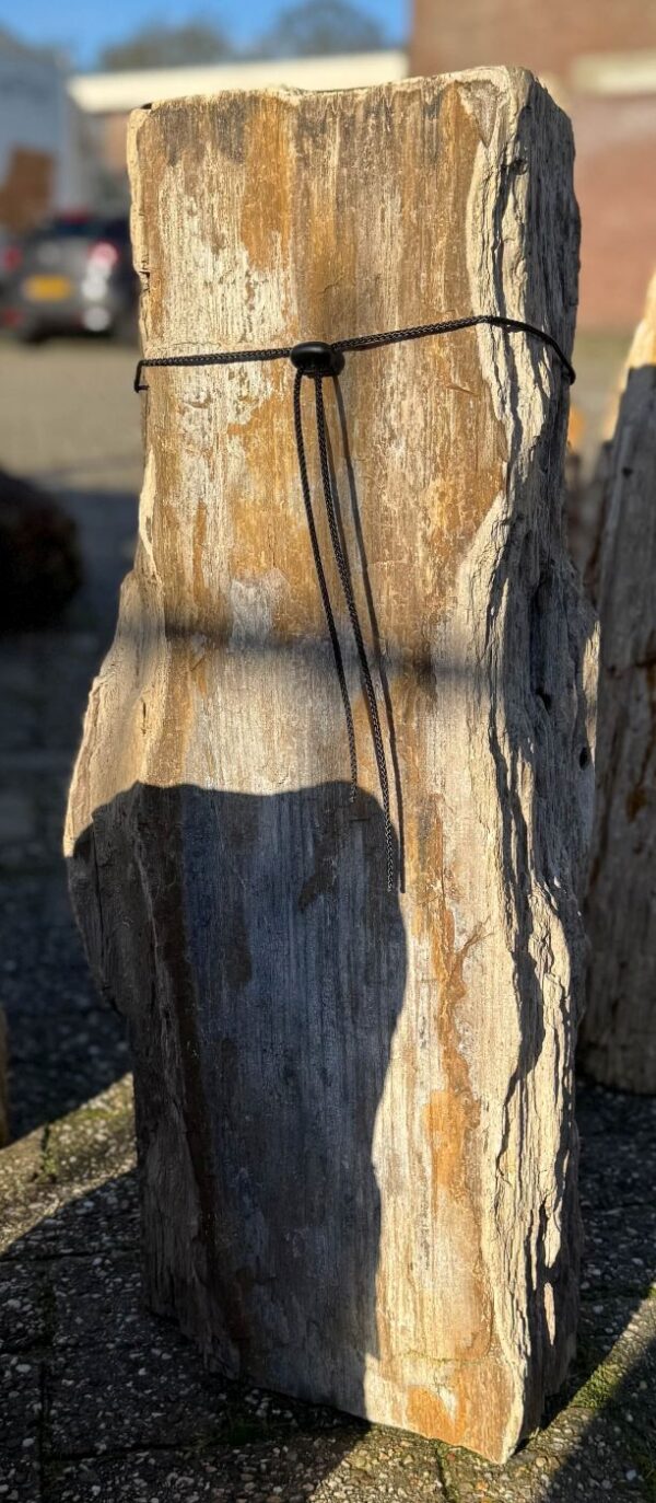 Grafsteen versteend hout 58205