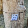 Grafsteen versteend hout 58206
