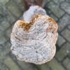Grafsteen versteend hout 58206