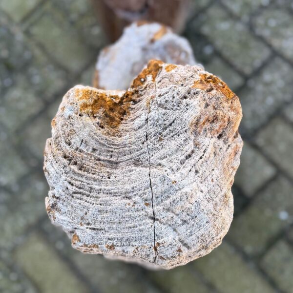 Grafsteen versteend hout 58206