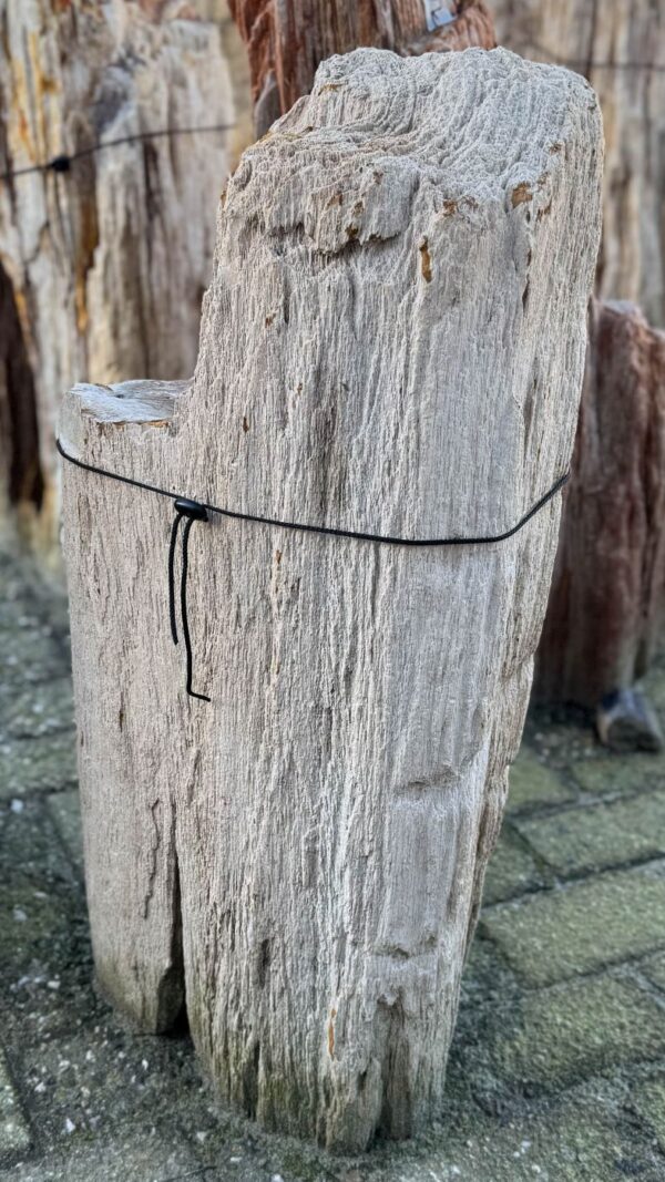 Grafsteen versteend hout 58206
