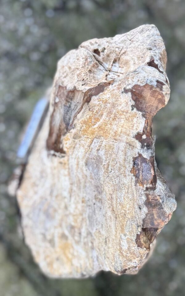 Grafsteen versteend hout 58208