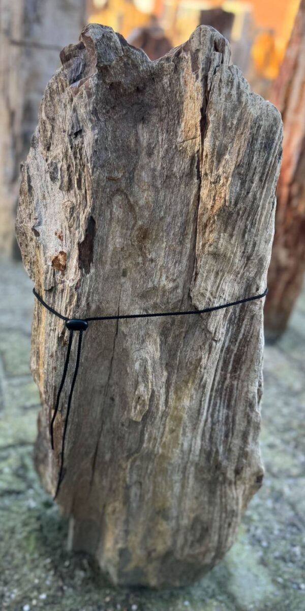 Grafsteen versteend hout 58208