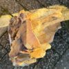 Grafsteen versteend hout 58209