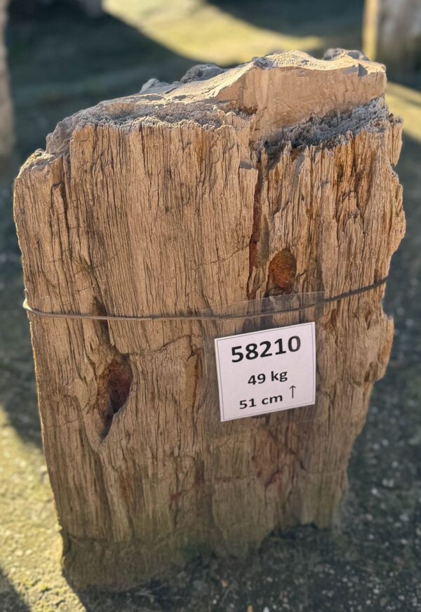 Grafsteen versteend hout 58210