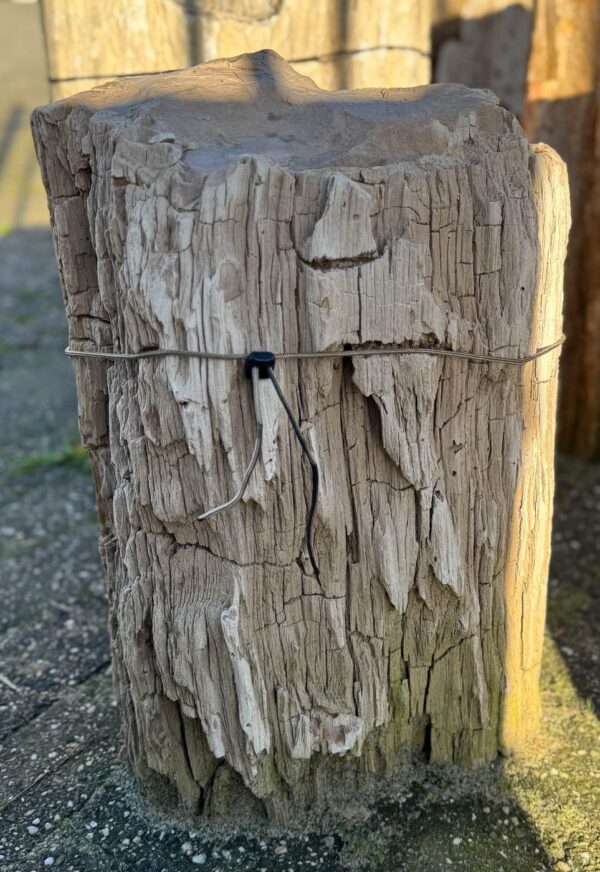 Grafsteen versteend hout 58210