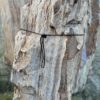 Grafsteen versteend hout 58212