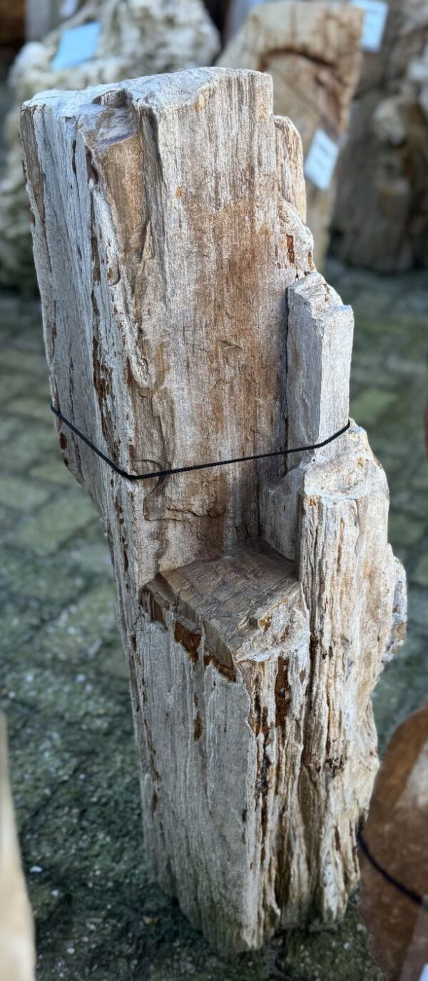 Grafsteen versteend hout 58212