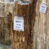 Grafsteen versteend hout 58217